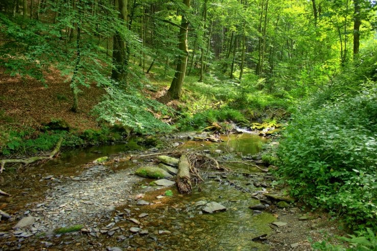Lebensräume Nationalpark Eifel