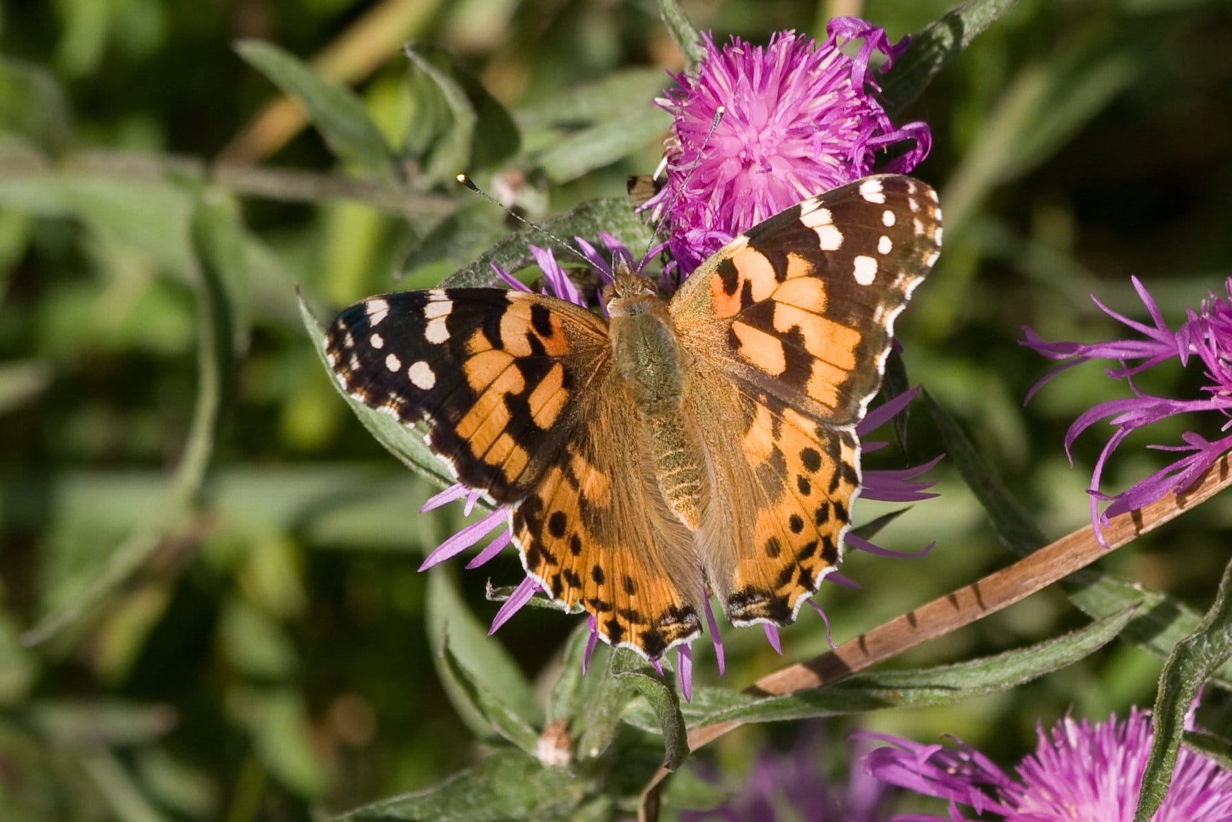 Distelfalter im Nationalpark zu beobachten | Artikel Detailseite ...