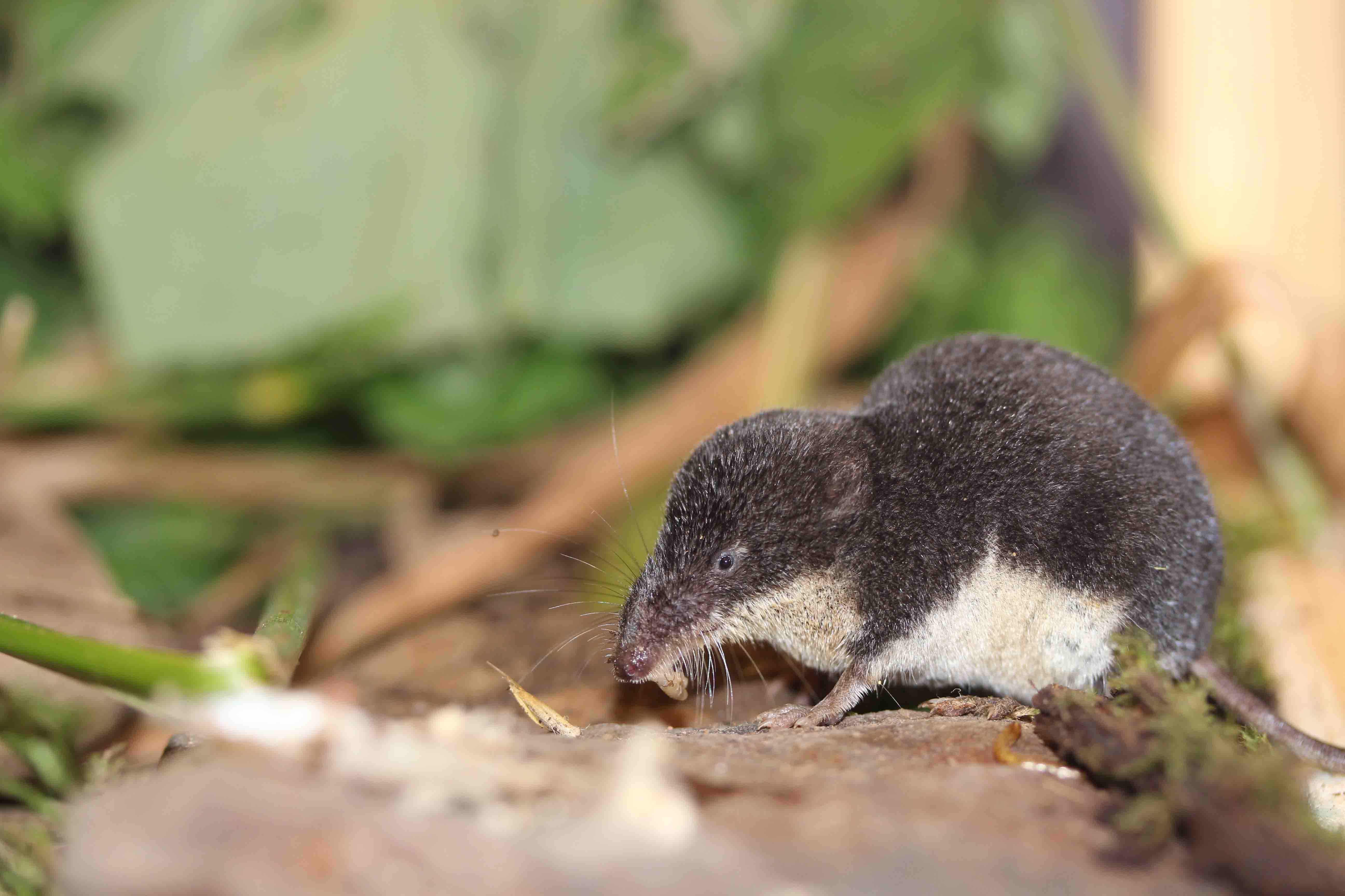 Sumpfspitzmaus - Rarität im Nationalpark Eifel entdeckt | Artikel ...