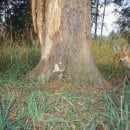 27 mal ließen sich Füchse von den Kameras ablichten. (Quelle: Nationalparkforstamt Eifel)