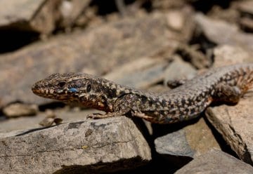 Ab heute: Gehölzschnitt an Felshängen im Urfttal im Nationalpark Eifel