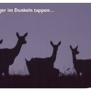 Abbildung: Die Karten mit einem Link zu dem Online-Fragebogen werden nach den Rangerführungen an die Teilnehmenden verteilt.