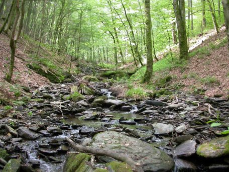 Alle Bäche im Nationalpark Eifel sollen in Zukunft frei von Wanderbarrieren sein, wie hier die Erkensruhr.