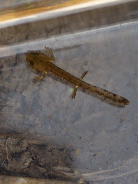 Als einzige heimische Amphibienart setzt der Feuersalamander bereits lebendige Larven statt Laich ab, die sich vor allem in den strömungsarmen Abschnitten aufhalten und von winzigen Tieren wie Bachflohkrebsen oder kleinen Insektenlarven ernähren. Foto: M.