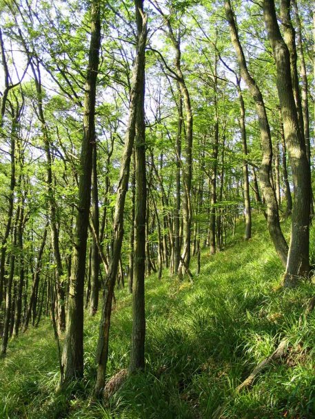 Am Samstag können Bürger alles zu den aktuellen Maßnahmen und Planungen im Hetzinger Wald bei einer Wanderung vor Ort erfahren. Foto: A. Pardey