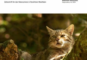 Artikel zum Wildkatzenmonitoring im Nationalpark Eifel erschienen