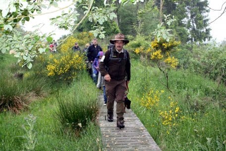 Auch Rangertouren führen am Wochenende hinein in die blühende Ginsterlandschaft auf der Dreiborner Hochfläche. (Foto: Nationalparkverwaltung Eifel/A. Olligschlaeger)