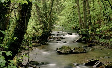 Auch durch die Hilfe des Bergwaldprojekts werden im LIFE+ Projektgebiet die Lebensräume Wald und Wasser im Nationalpark für Tiere und Pflanzen verbessert.