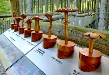 Auf dem Wilden Weg gibt es für Besucher mit und ohne Beeinträchtigungen viel zu entdecken.