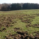 Auf der Suche nach Nahrung machen Wildschweine sowohl Landwirten als auch privaten Gartenbesitzern zu schaffen.