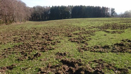 Auf der Suche nach Nahrung machen Wildschweine sowohl Landwirten als auch privaten Gartenbesitzern zu schaffen.