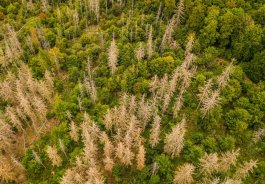 Aus der Luft ist die vom Borkenkäfer beschleunigte Waldentwicklung besonders gut sichtbar.