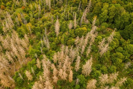Aus der Luft ist die vom Borkenkäfer beschleunigte Waldentwicklung besonders gut sichtbar.