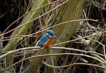 Ausflugstipp im März: Clevere Tiere im Nationalpark-Zentrum – Survival-Tricks im Tierreich?