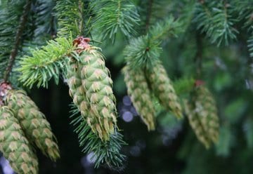 Außergewöhnliches aus der Tier- und Pflanzenwelt