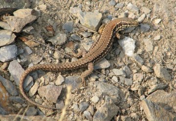 Bäche, Buche, Eidechse &amp; Co – Sommer im Zentrum 