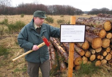 Bäumefällen für den Nationalpark-Urwald