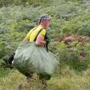 Befreien verbuschte Wiesen, um seltenen Tieren und Pflanzen wieder Raum zu schaffen.