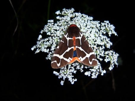 Beim dem „Braunen Bären“ handelt es sich nicht um ein Raubtier, sondern um einen braun-orange gefärbten Nachtschmetterling mit einer Flügelspannweite von bis zu sechs Zentimetern. (Quelle: K. Oerter)