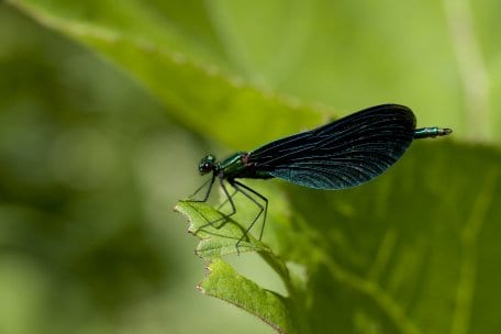 Besonders zwischen Juni und Anfang August fällt die Blauflügel-Prachtlibelle (Calopteryx virgo) im Umfeld größerer Bäche auf