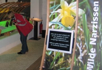 Betäubende Narzissenpracht