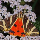 Schwar-weiß-oranger Schmetterling auf Blüte
