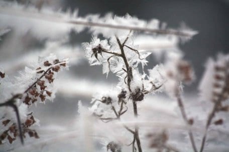 Bild 1: Auch in den kommenden Tagen ist mit Eisbildung an den Bäumen zu rechnen. Innerhalb des Nationalparkgebietes ist daher erhöhte Vorsicht geboten.