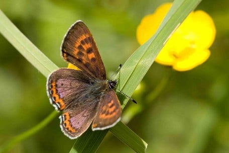 Bild 1: Der Blau Schillernde Feuerfalter gehört zu den nach der FFH-Richtlinie streng geschützten Arten im Nationalpark Eifel.