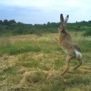 Bild 1: Heimischer Offenland- und Waldbewohner: Ein Feldhase vor der Fotofalle im Nationalpark Eifel. Nicht-invasive Kamerasysteme ermöglichen Einblicke in die Populationen europäischer Säugetiere. 
