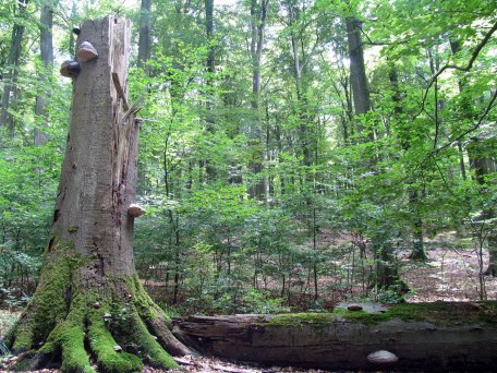 Bild 1: In großen Teilen des Kermeters heißt das Motto heute schon „Natur Natur sein lassen“. (Nationalparkverwaltung Eifel/A.Simantke)