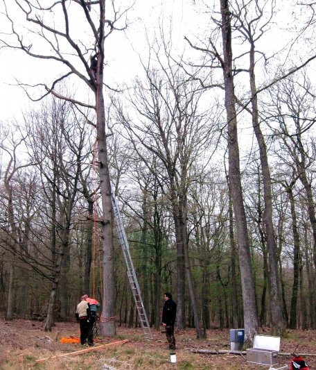 Bild 1: Mit dem Anbringen der Anflug-Fallen wollen die Forscher die Welt der Fluginsekten in den Baumkronen untersuchen. Foto: Nationalparkverwaltung