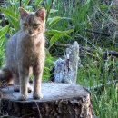 Bild 2: Bis zum Ende des Jahres 2014 erfassten Forscher insgesamt 8.400 Arten für das Gebiet des Nationalparks Eifel. Die Wildkatze zählt zu den besonders schützenswerten Arten. (Foto: Paul Bey)