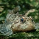 Bild 2: Die Groppe muss Gewässer von der Quelle bis zur Mündung nutzen können ohne Wanderbarrieren wie Rohre und Wehre. Foto: Tino Dietsche