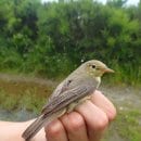 Bild 2: Mit winzigen so genannten Geolokatoren wollen Wissenschaftler im Nationalpark Eifel die Zugwege des Orpheusspötters untersuchen. (Foto: Nationalparkverwaltung Eifel/S. Twietmeyer)