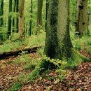Bild 2: Naturnaher Wald im Nationalpark Eifel (Foto: C. Heer)