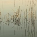 Bild 2: Paula hat sich in der Müritz spiegelnde Schilfhalme fotografiert.