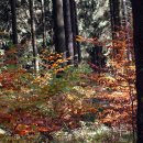 Bild 2: Wo möglich, wird in Gebieten des Nationalpark Eifel mit standortfremden Baumarten die Buche unterpflanzt.