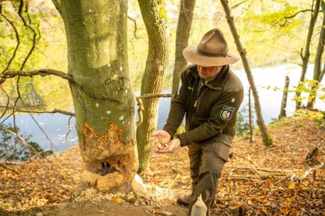 Bild 2_Biberspuren_ET-2022-022-Eifel Tourismus GmbH, Dominik Ketz.jpg