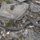 Bild 3: Auch die Mauereidechse und die Schlingnatter genießen den strengen Schutz der Europäischen Union.