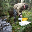 Bild 3: Bevor die Steinkrebse von der Transportbox in das Gewässer wandern, werden sie mit Wasser aus dem Bach akklimatisiert.