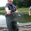 Bild 3: Der im letzten Jahr erstmals bei der Fischartenerfassung in der Urfttalsperre nachgewiesene Signalkrebs ist aggressiver und fruchtbarer als heimische Arten.