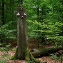 Bild 3: Die Permanente Stichprobeninventur gibt unter anderem Aufschluss über die Entwicklung der Vegetation im Nationalpark Eifel auf dem Weg zur Wildnis . Foto: J. D'Orsaneo