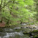 Bild 3: Die Wald- und Wasserlebensräume in den Natura 2000-Gebieten des Nationalparks Eifel sollen sich zu naturnahen Wildnislebensräumen entwickeln können. Foto: Biologische Station Aachen