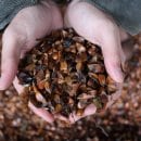 Bild 3: Die gesammelten Bucheckern helfen der Buche, ihre natürliche Dominanz wieder zu entfalten. Foto: Nationalparkverwaltung