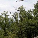 Bild 3: Einer der Lufteklektoren auf der Halbinsel Weidenauel im Kermeter. Foto: Nationalparkverwaltung