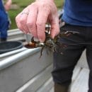 Bild 4: Der im letzten Jahr erstmals bei der Fischartenerfassung in der Urfttalsperre nachgewiesene Signalkrebs ist aggressiver und fruchtbarer als heimische Arten.