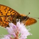 Bild 4: Der in Nordrhein-Westfalen sehr seltene Randring-Perlmutterfalter ist von gelegentlicher Pflege seines Lebensraumes in den Mittelgebirgs-Bachauen abhängig