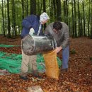 Bild 4: Die von der Reinigungsmaschine sortierten Bucheckern werden in Säcke abgefüllt und gewogen. Foto: Nationalparkverwaltung