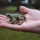 Bild 5: "Bufo calamita" - ganz zahm und handbemalt - ein Exemplar für die Ausstellung. Foto: Nationalparkverwaltung