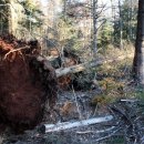 Bild 5: Der gefällte Baum bleibt liegen und dient zahlreichen Tier- und Pflanzenarten als Nahrung und Lebensraum. Foto: Nationalparkverwaltung